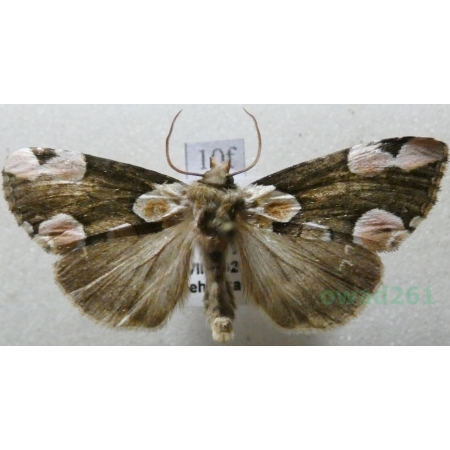 Thyatira batis (Linnaeus, 1758) Plamówka malinówka Czech10f